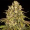Lemon Tree Feminised Silver seeds