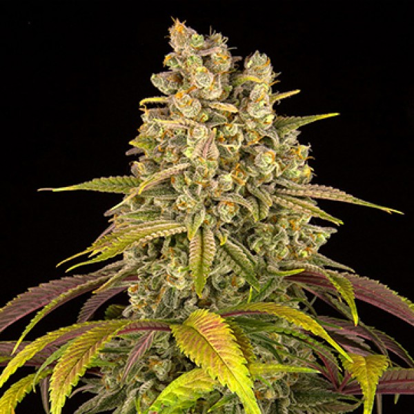 Lemon Tree Feminised Silver seeds