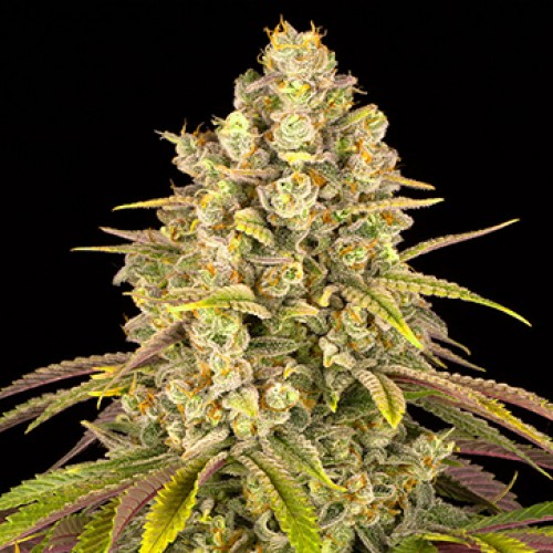 Lemon Tree Feminised Silver seeds