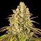 Lemon Tree Feminised Silver seeds