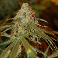 Lime Skunk Feminised Silver