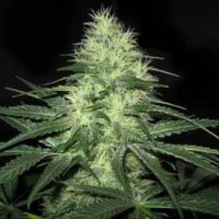 Auto Lowryder2 Silver regular