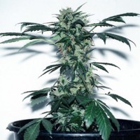 Lowryder Silver regular