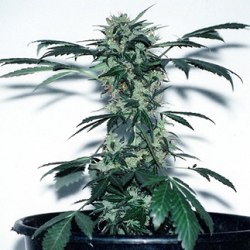 Lowryder Silver regular