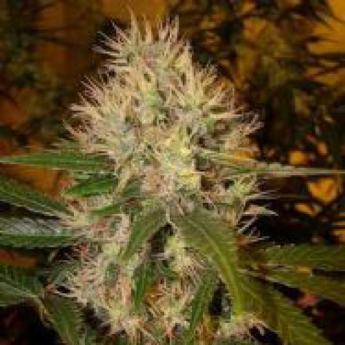 Martian Mean Green Feminised Silver