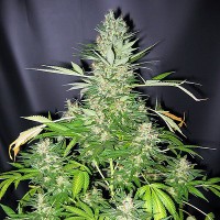 Насіння Master Kush Silver