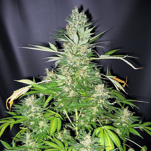 Насіння Master Kush Silver