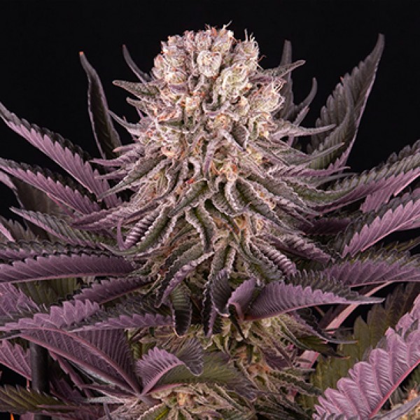 Насіння Mimosa Orange Punch Feminised Silver