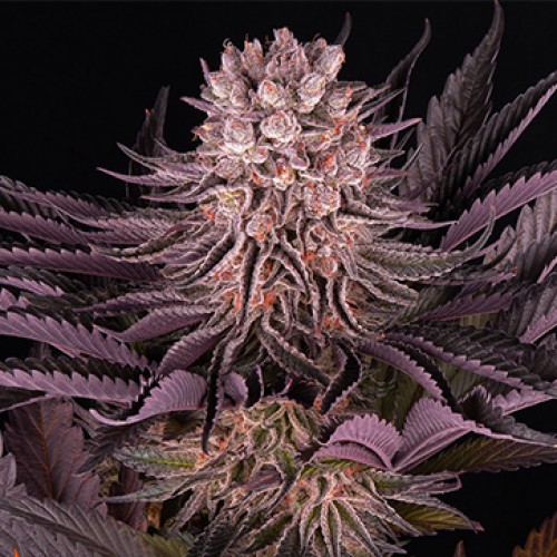 Mimosa Orange Punch Feminised Silver seeds