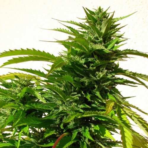 MK-Ultra Feminised Silver