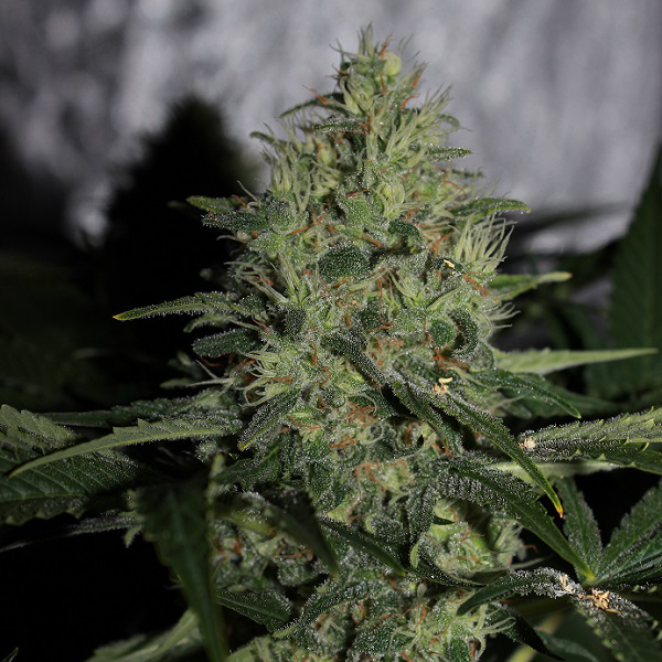 Mountain Power Feminised Silver