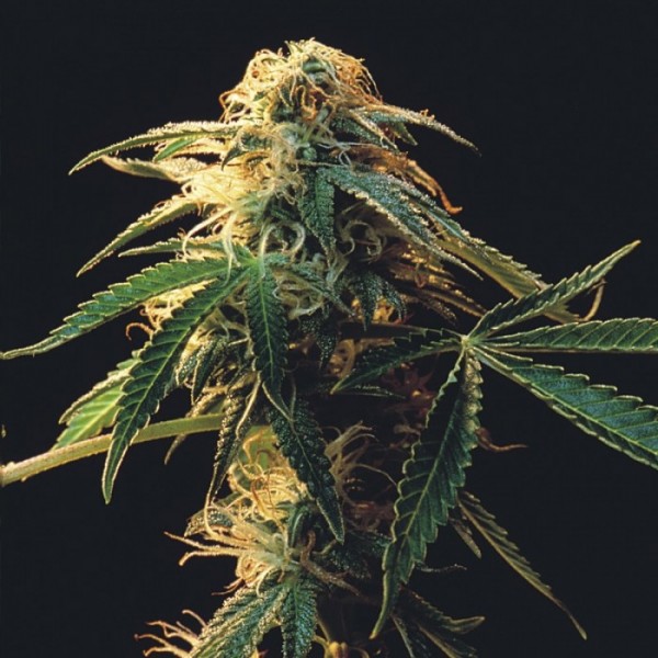 New Moon Feminised Silver