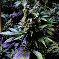 Насіння New York Diesel Feminised Silver