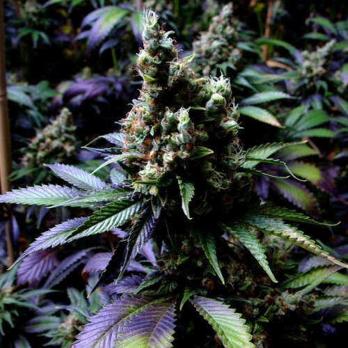 New York Diesel Feminised Silver