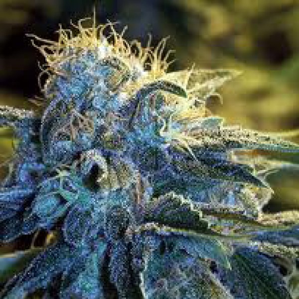 New York Diesel Silver