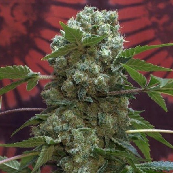 Nibiru x AK-47 Silver