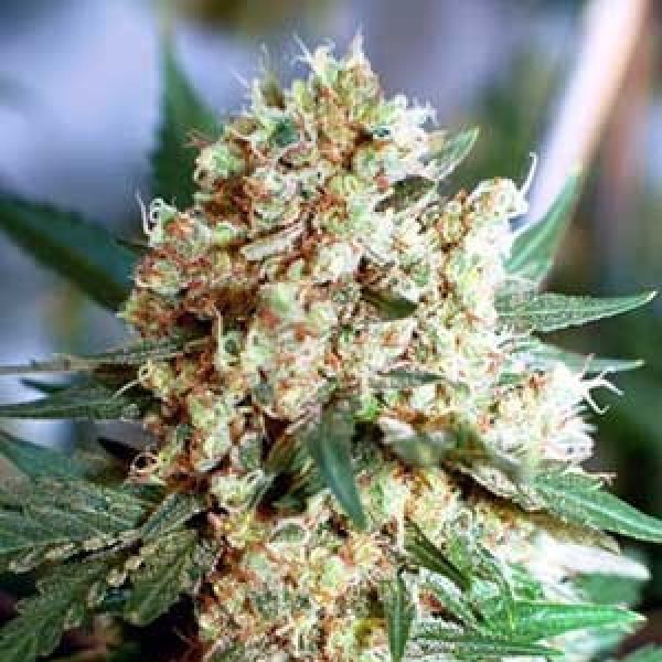 Northern Lights Silver regular