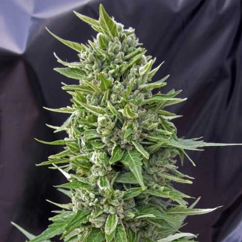 Northern Lights x AK Feminised Silver