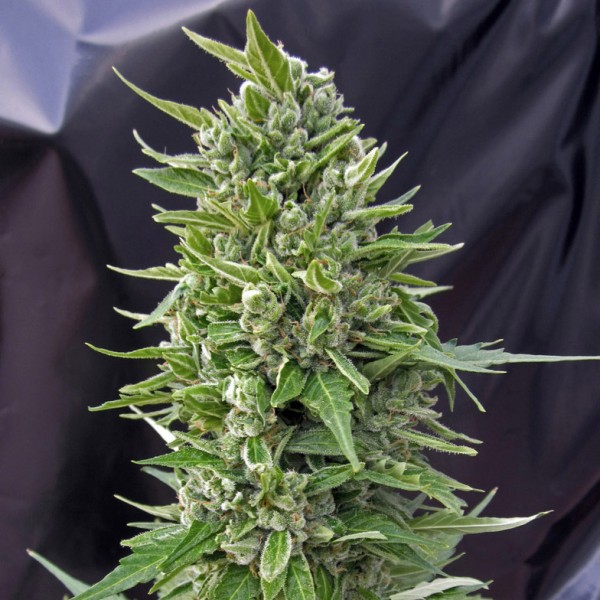 Northern Lights x AK Feminised Silver