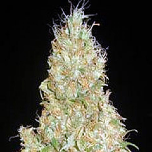 Northern Lights x Chronic Feminised Silver