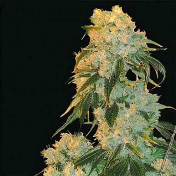 Northern Lights x Skunk Feminised Silver