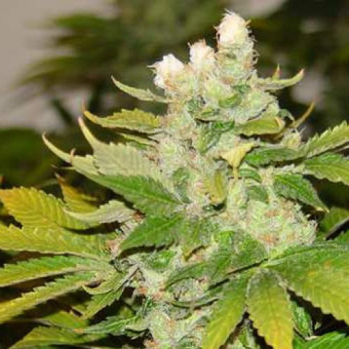 Original Afghani Silver