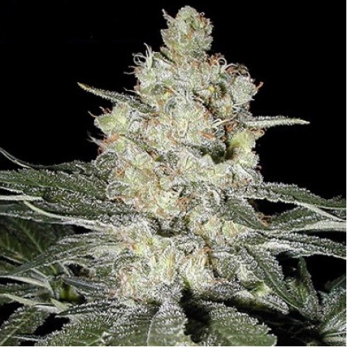 Насіння Original Skunk Feminised Silver