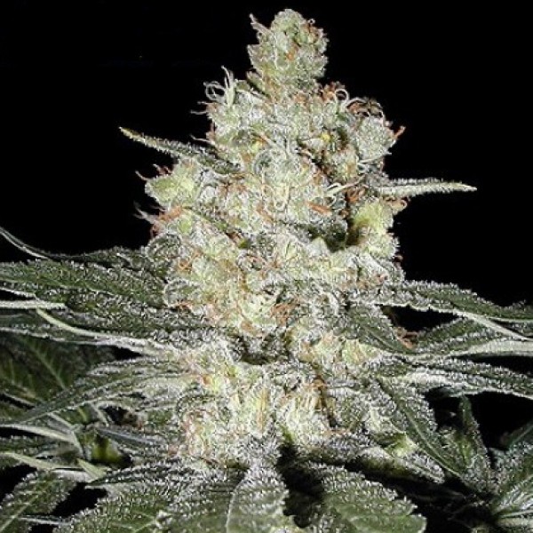 Original Skunk Feminised Silver