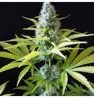 Amnesia Outlaw Feminised Silver