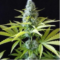 Amnesia Outlaw Feminised Silver