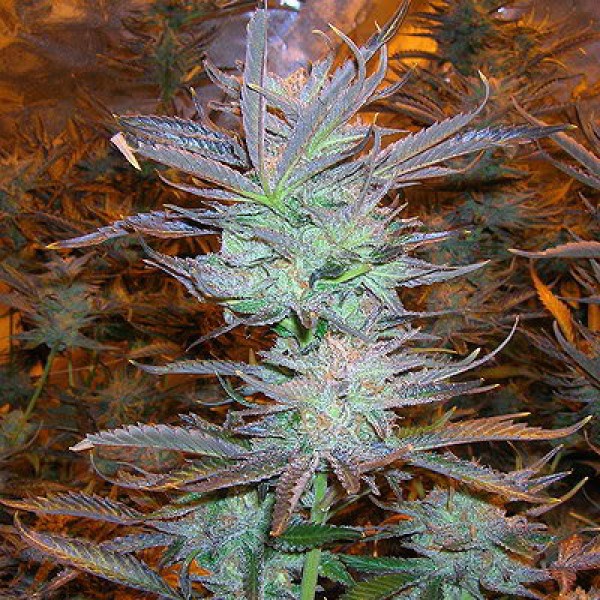 Pakistan Valley Feminised Silver