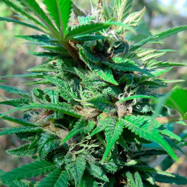 Point Of No Return x AK-47 Silver