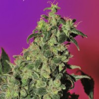 Point Of No Return x Lowryder Silver