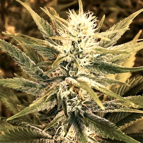 Power Plant Feminised Silver Seeds