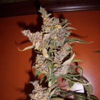 Purple Sunset Feminised Silver