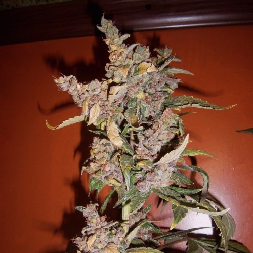 Purple Sunset Feminised Silver