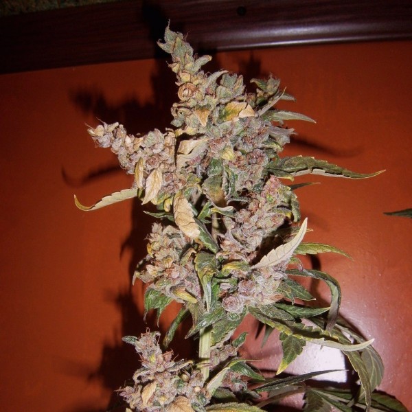 Purple Sunset Feminised Silver