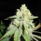 White Widow Silver