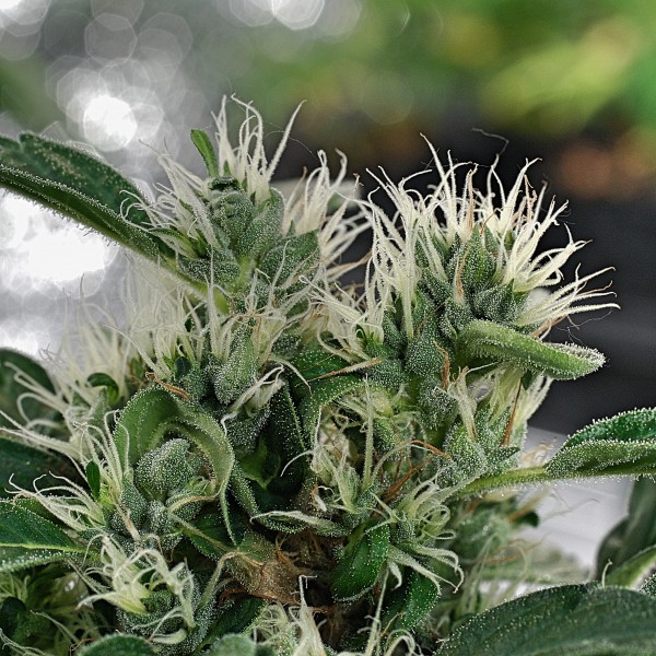 Sage`N`Sour Feminised Silver