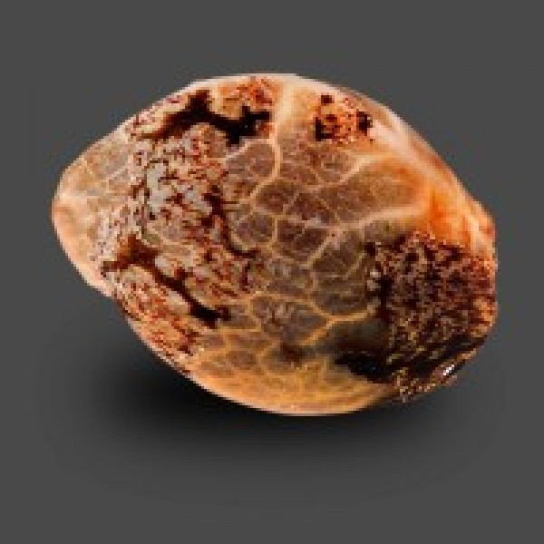 Auto OG Kush Feminised Silver