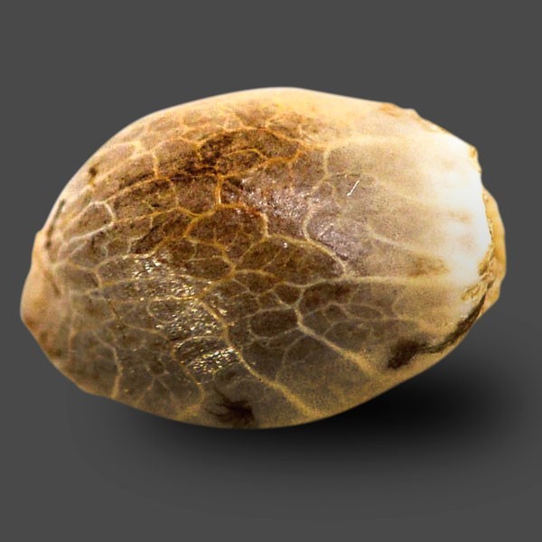 Auto Sour Diesel Haze Feminised Silver