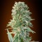Auto Jack Herer Feminised Silver