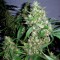 Auto Jack Herer Feminised Silver