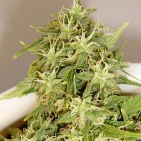 Auto Little Russian Silver