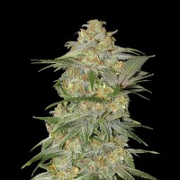 Auto Mexican Airlines Silver