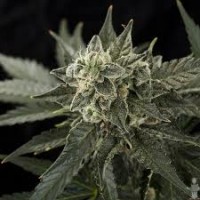 Auto Roadrunner2 Silver