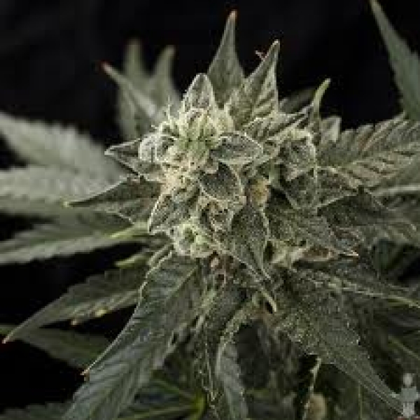 Auto Roadrunner2 Silver