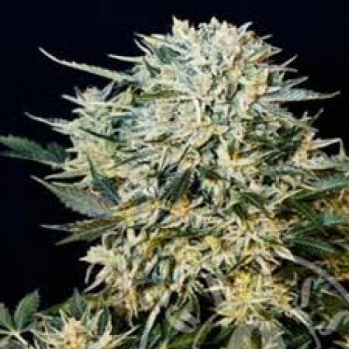 Auto Sugar Gom Silver