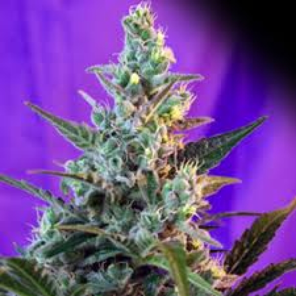 Auto Sugar Skunk Silver regular