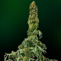 Auto Sweet Tooth Silver